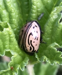 Calligrapha dislocata