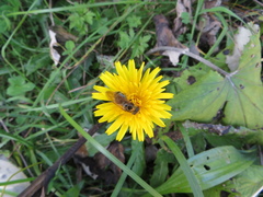 Cheilosia canicularis