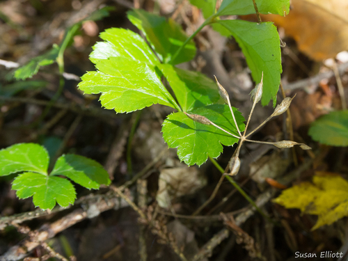 threeleaf goldthread
