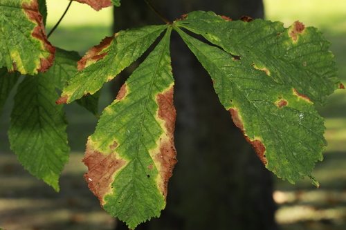 Aesculus leaf blotch