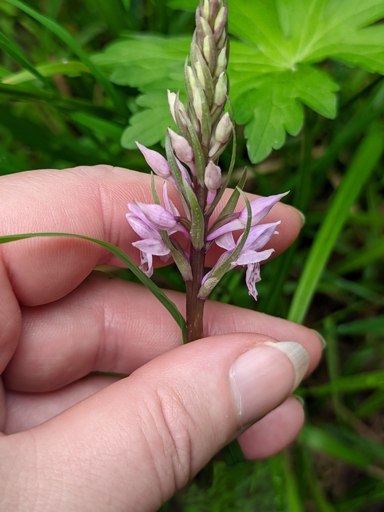 Dactylorhiza maculata