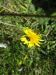 Cryptocephalus sericeus