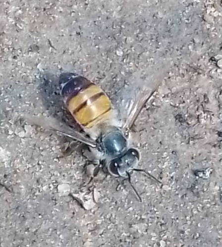 Western Honey Bee