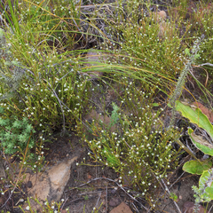 Coleonema juniperinum