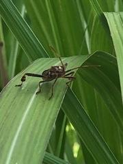 Leptoglossus clypealis