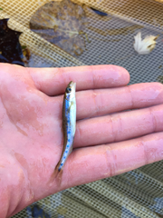 Erimystax dissimilis