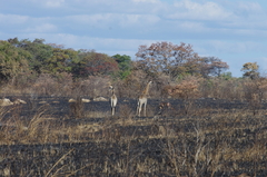 Giraffa camelopardalis giraffa