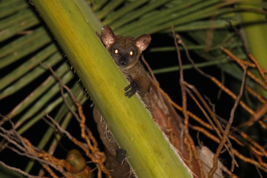Northern Greater Galago