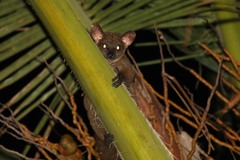 Northern Greater Galago photo 1