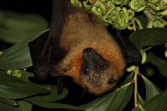 Pteropus seychellensis comorensis