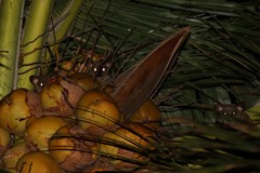 Northern Greater Galago photo 2