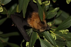 Pteropus seychellensis comorensis