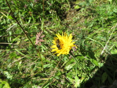 Cheilosia canicularis