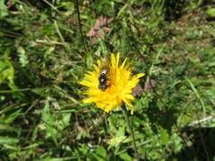 Cheilosia canicularis