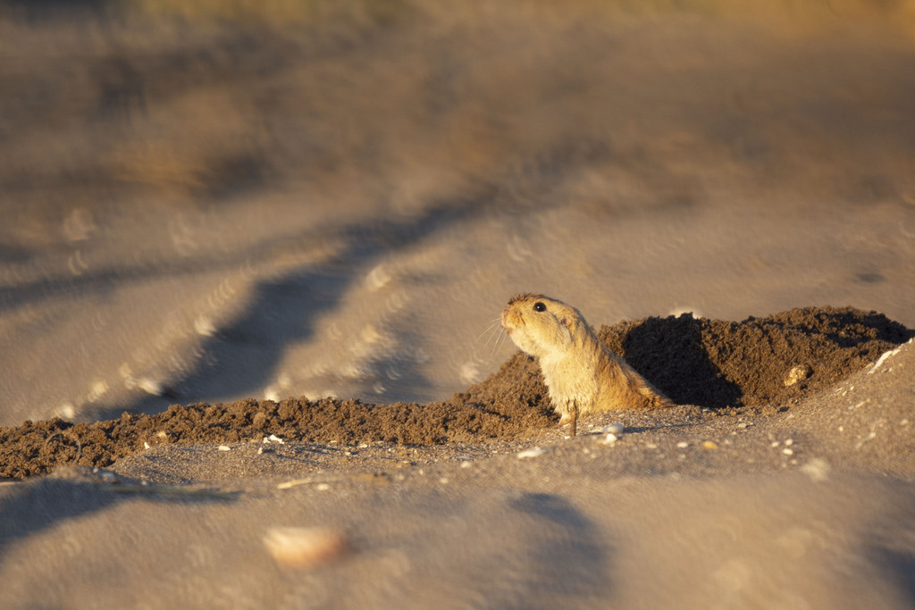 Monte Hermoso Tuco-Tuco