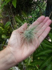Tillandsia filifolia