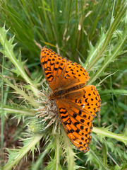 Speyeria nokomis