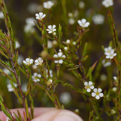 Coleonema juniperinum