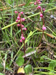 Liverleaf Wintergreen (Pyrola asarifolia)