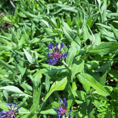 Centaurea mollis