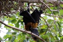 Pteropus seychellensis comorensis