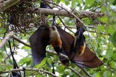 Pteropus seychellensis comorensis