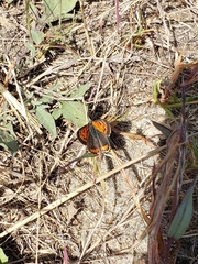 Lycaena phlaeas hypophlaeas