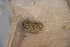 Bufotes viridis sitibundus