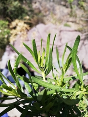 Pseudomyrmex lynceus