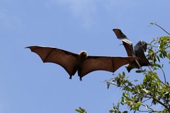 Pteropus seychellensis comorensis