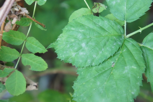 Podosphaera ruborum