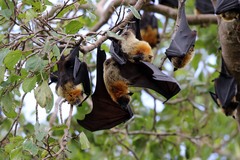 Pteropus seychellensis comorensis