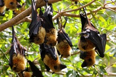 Pteropus seychellensis comorensis