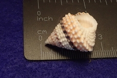 Tectarius coronatus