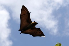 Pteropus seychellensis comorensis