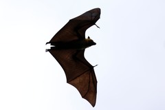 Pteropus seychellensis comorensis