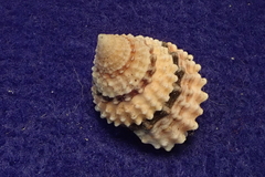 Tectarius coronatus