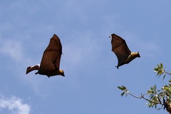 Pteropus seychellensis comorensis