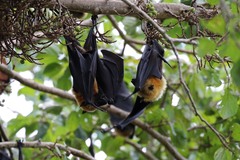 Pteropus seychellensis comorensis