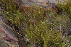 Coleonema juniperinum