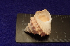 Tectarius pagodus