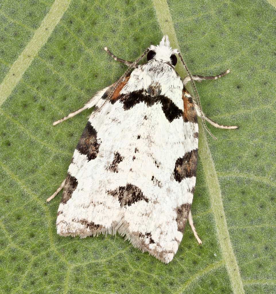 Spheterista hoihoi
