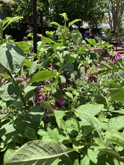 Iochroma