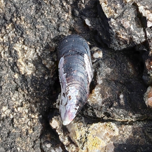 Brachidontes darwinianus, 2025-06-13