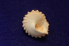 Tectarius pagodus