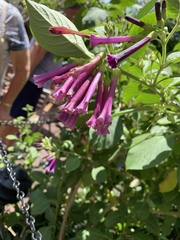 Iochroma