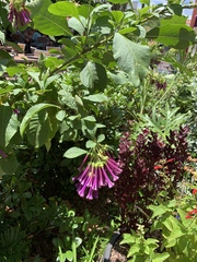 Iochroma