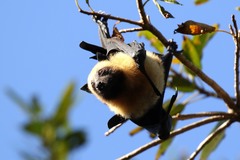 Pteropus seychellensis comorensis