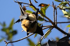Pteropus seychellensis comorensis