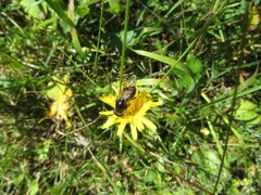 Cheilosia canicularis